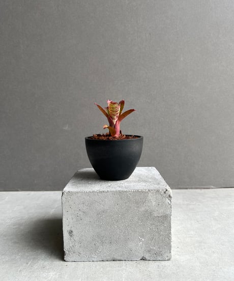 Naruto ！原種シクラメン コルチカム4号大株！ ITEM | SHOUCHIKUEN