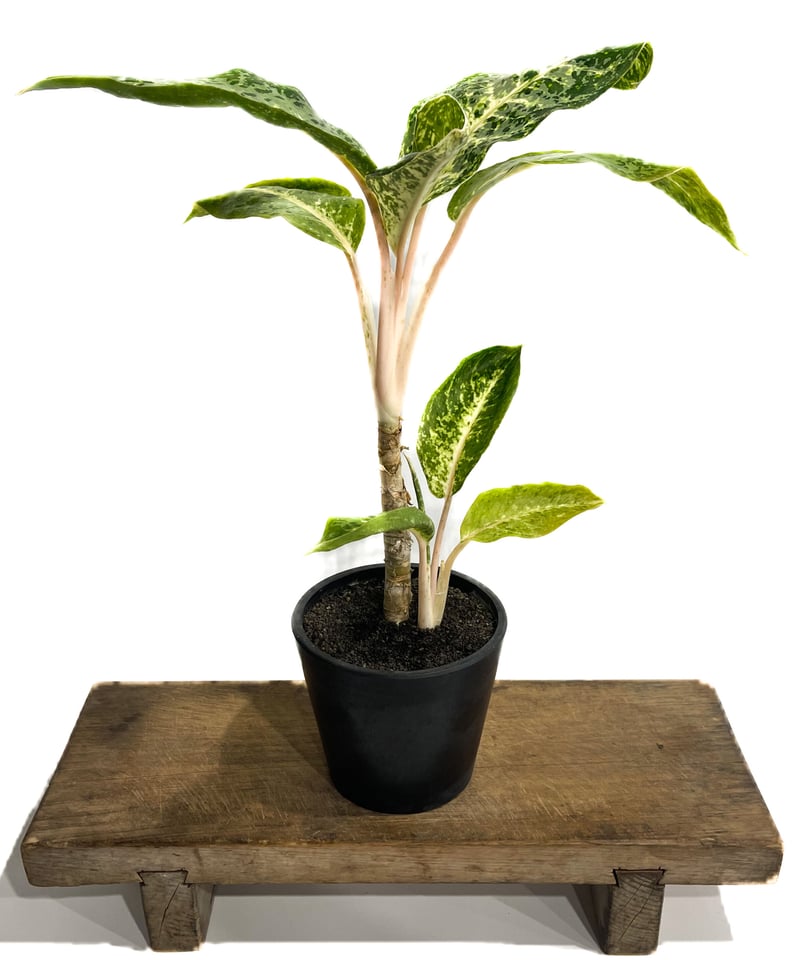 アグラオネマ バンコク ハイブリッド “変異種”「Aglaonema Bangkok hybr