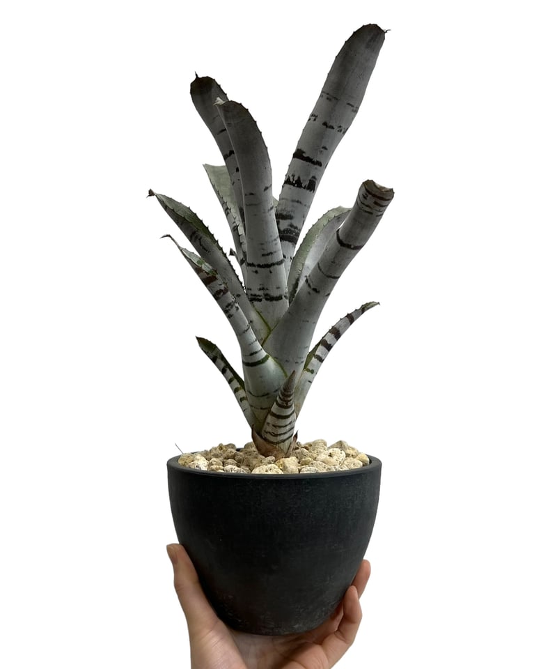 エクメア チャンティニー 実生 「Aechmea chantinii seedling 」53
