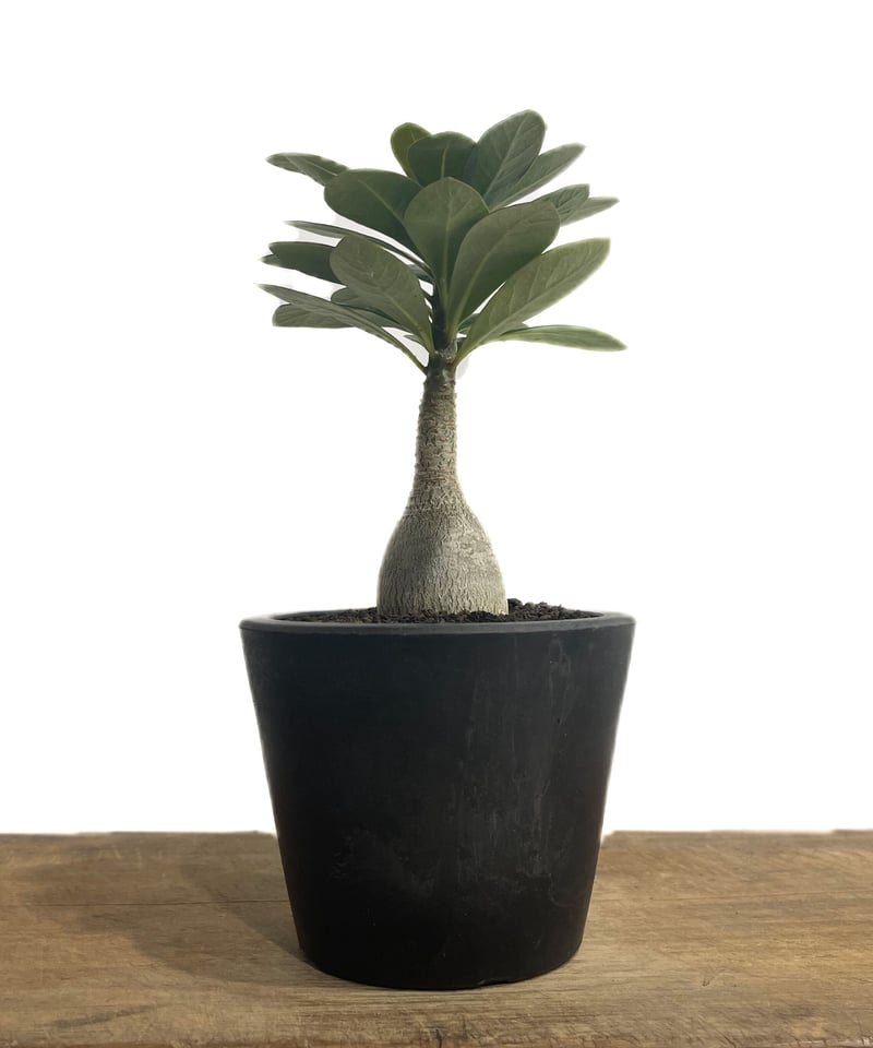 アデニウム ソコトラナム 「Adenium socotranum 」85D-1 | SHOU