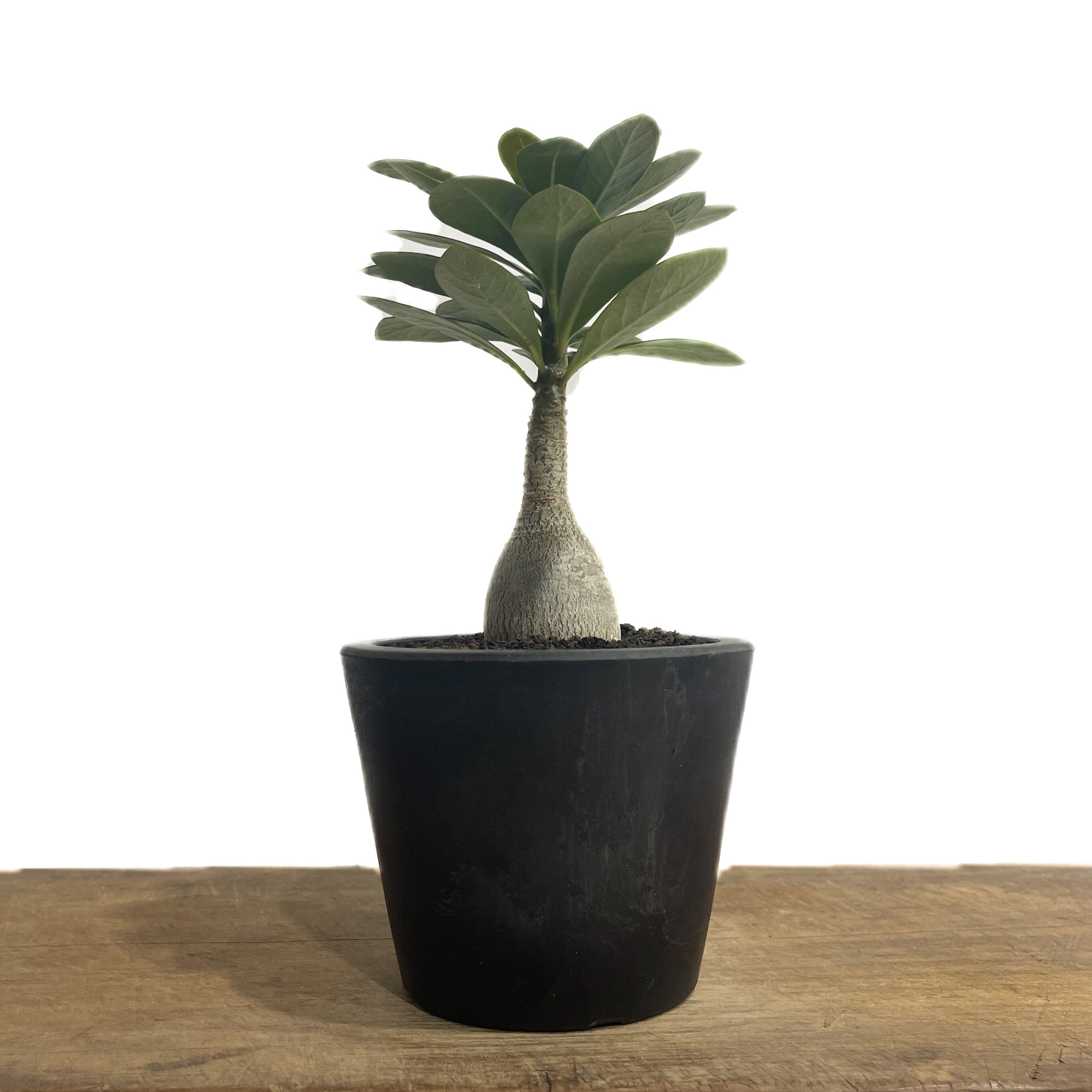 アデニウム ソコトラナム 「Adenium socotranum 」85D-1 | SHOU