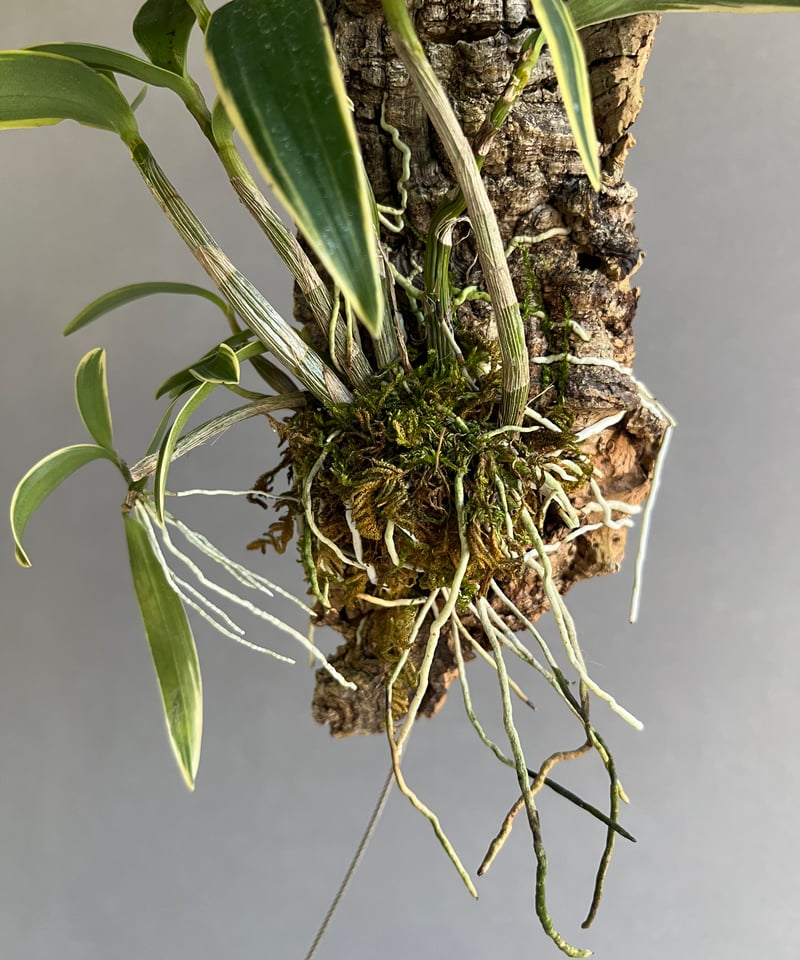 デンドロビウム キンギアナム ベリー 水晶勲 「Dendrobium kingianum Be