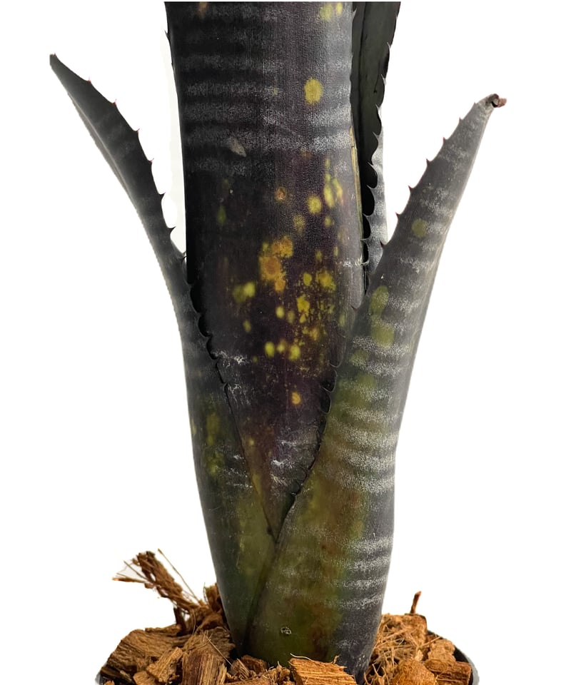 ビルベルギア オビ-ワン「Billbergia Obi - Wan」64G-3 | SHOUC ビルベルギア オビ-ワン「Billbergia Obi - Wan」64G-3 | SHOUC