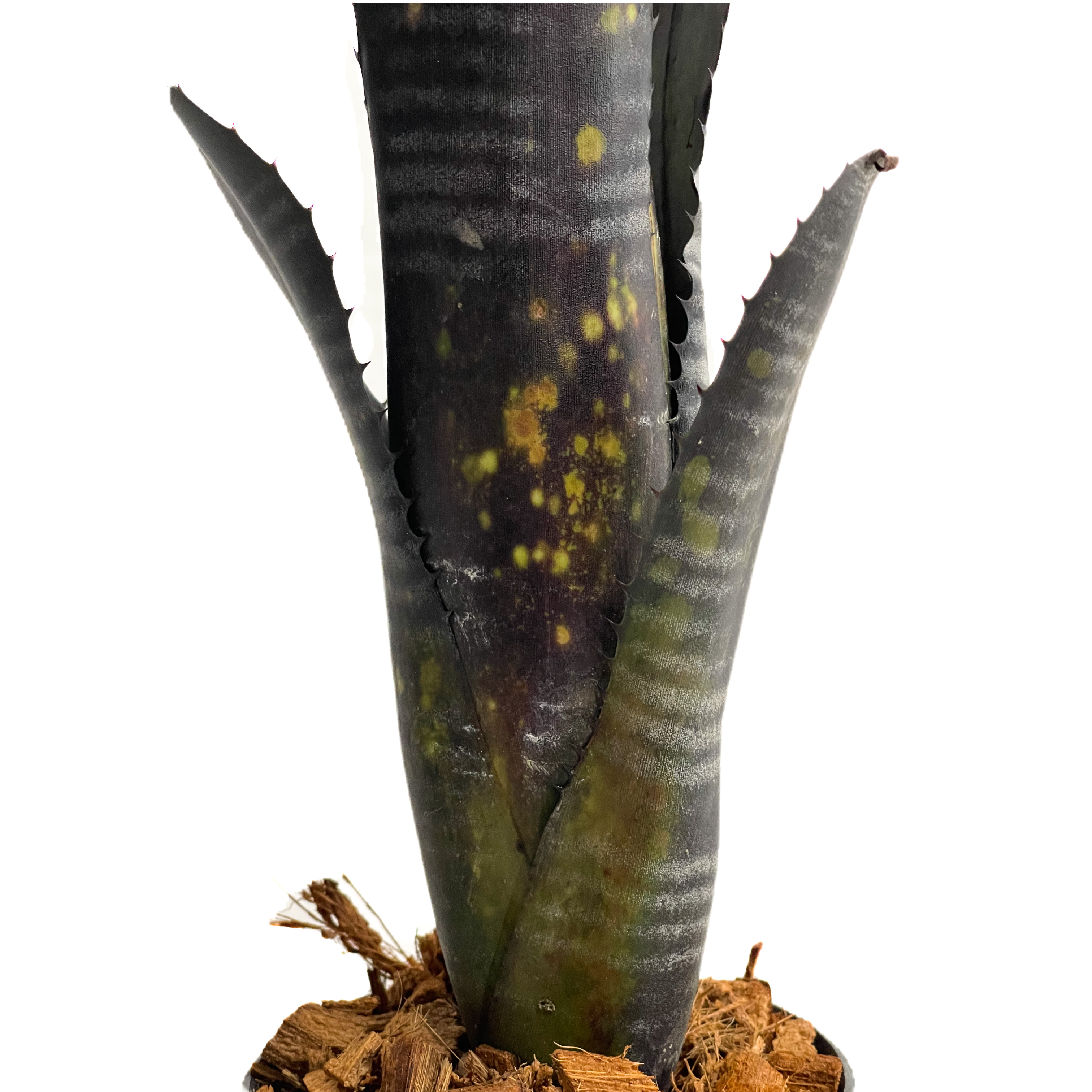 ビルベルギア オビ-ワン「Billbergia Obi - Wan」64G-3 | SHOUC