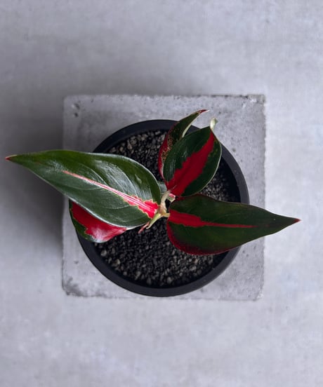 CATEGORY アグラオネマ | SHOUCHIKUEN