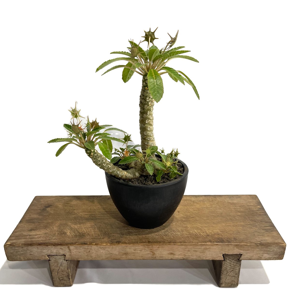 ドルステニア ラブラニー x フォエチダ「Dorstenia lavrani x