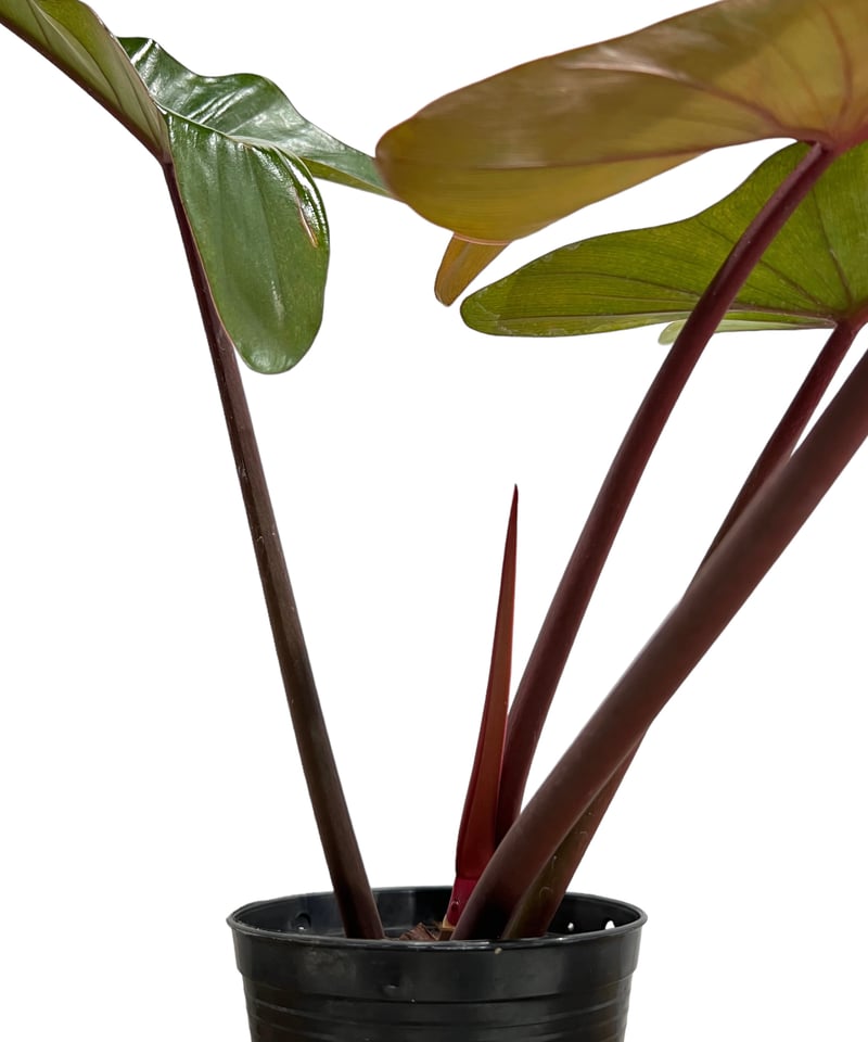 「ABC」超貴重フィロデンドロン ロンギロバトム レラ ノミヤノミント フィロデンドロン ロンギロバトム 'レラノ ミヤノ'」85I