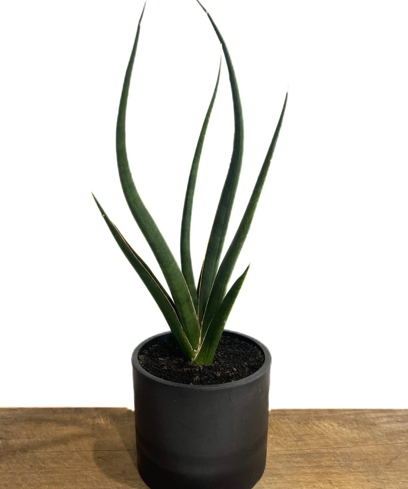 サンセベリア カラバオ 「Sansevieria Carabao (by Unyamanee