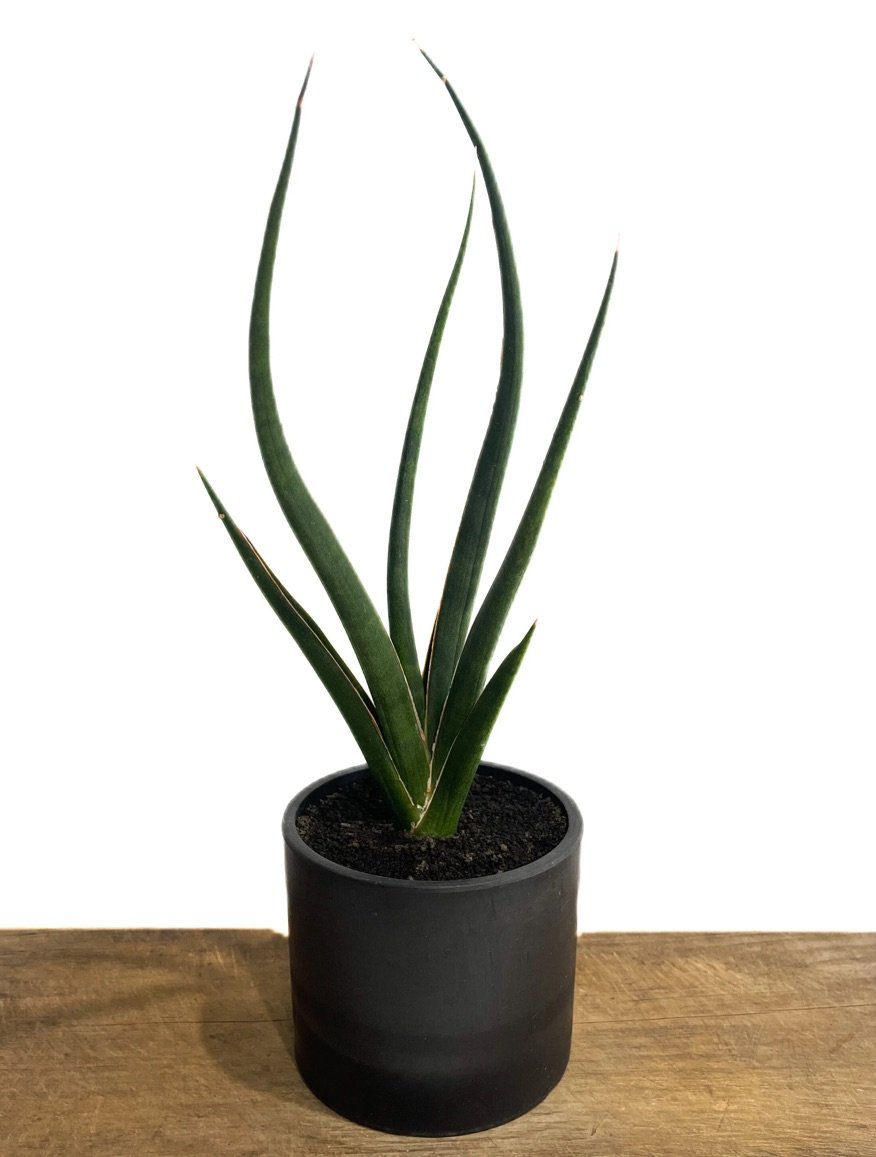 EMP サンセベリア 'ブラック' カラバオ / SA311 サンセベリア カラバオ 「Sansevieria Carabao (by Unyamanee