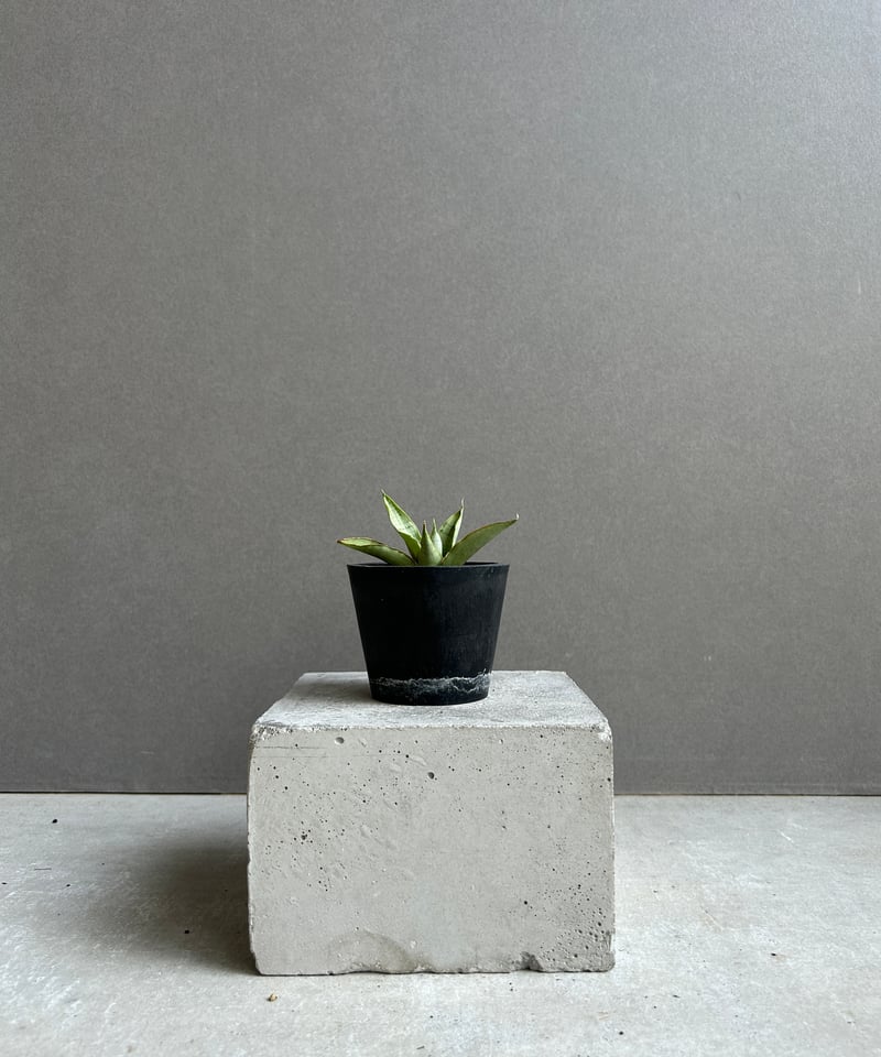 サンセベリア サイゴン 「Sansevieria Saigon (by Unyamanee