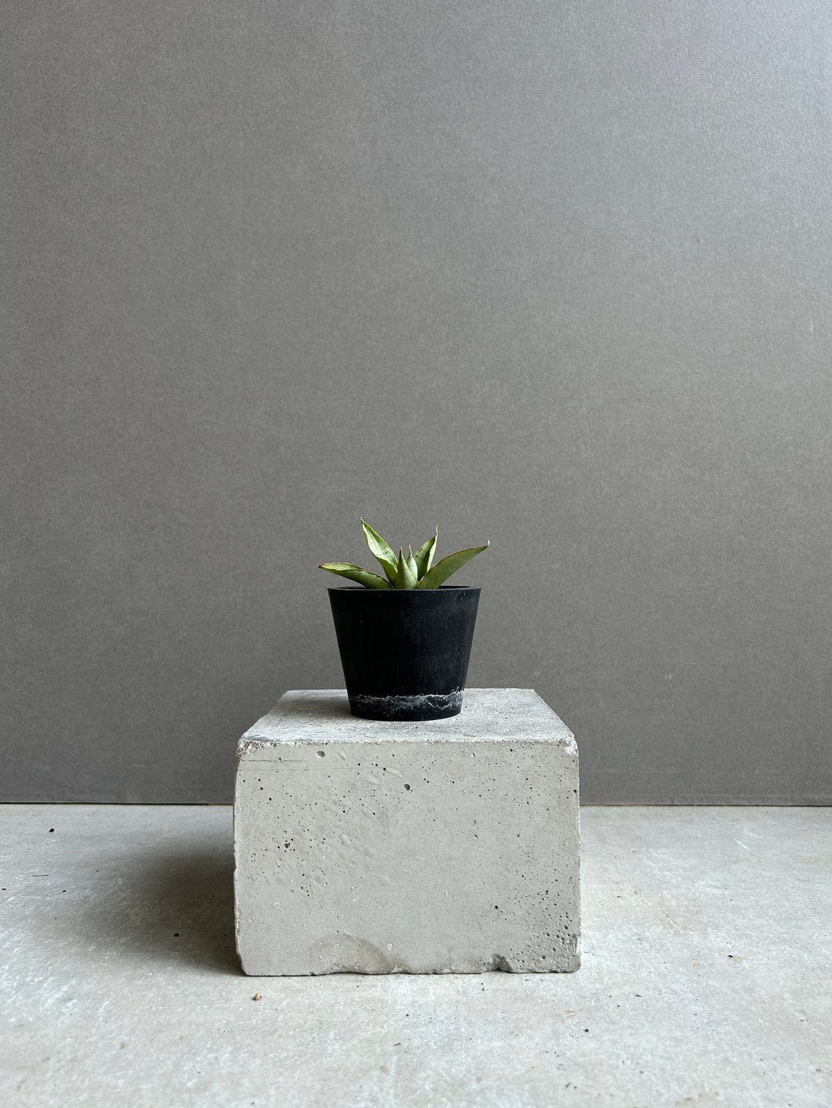 サンセベリア サイゴン 「Sansevieria Saigon (by Unyamanee