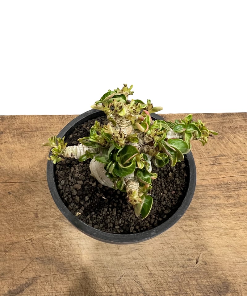 アデニウム D.H.A (獅子葉) '選抜個体' 「Adenium D.H.A (Dorset アデニウム D.H.A (獅子葉) '選抜個体' 「Adenium D.H.A (Dorset