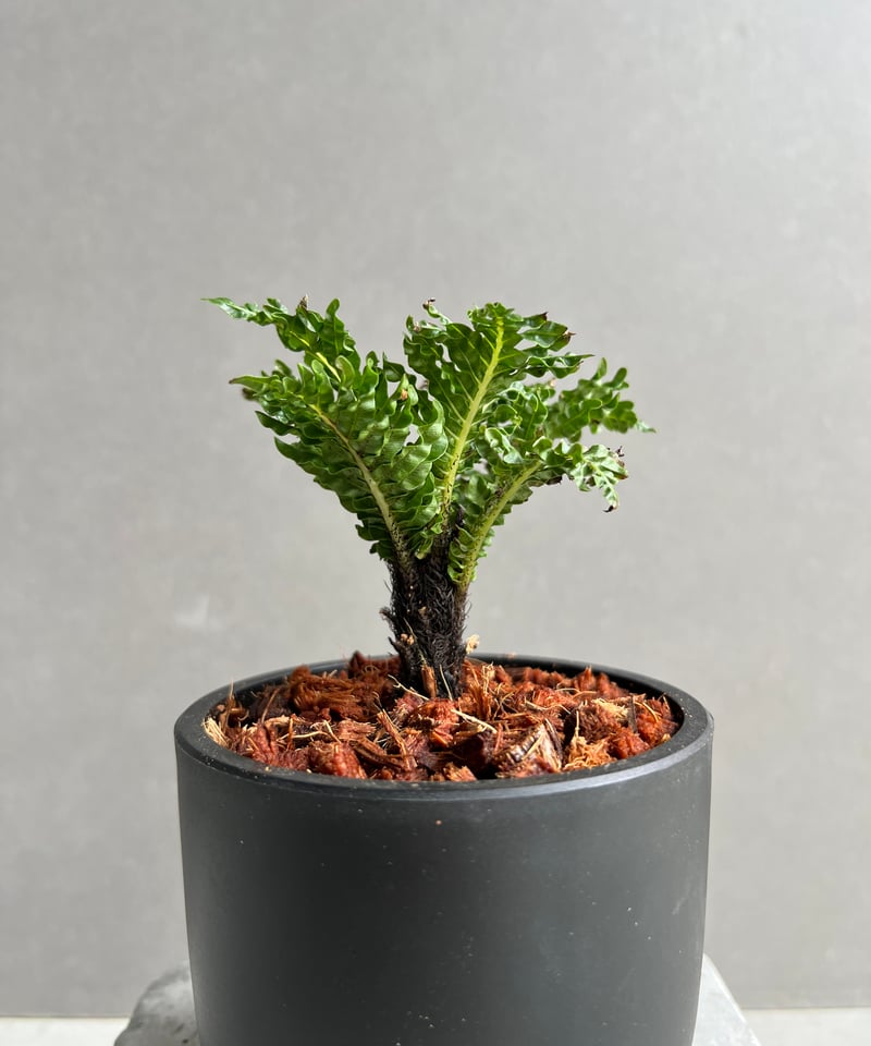ブレクナム ギッバム ドワーフ 「Blechnum gibbum Dwarf 」1C | SH