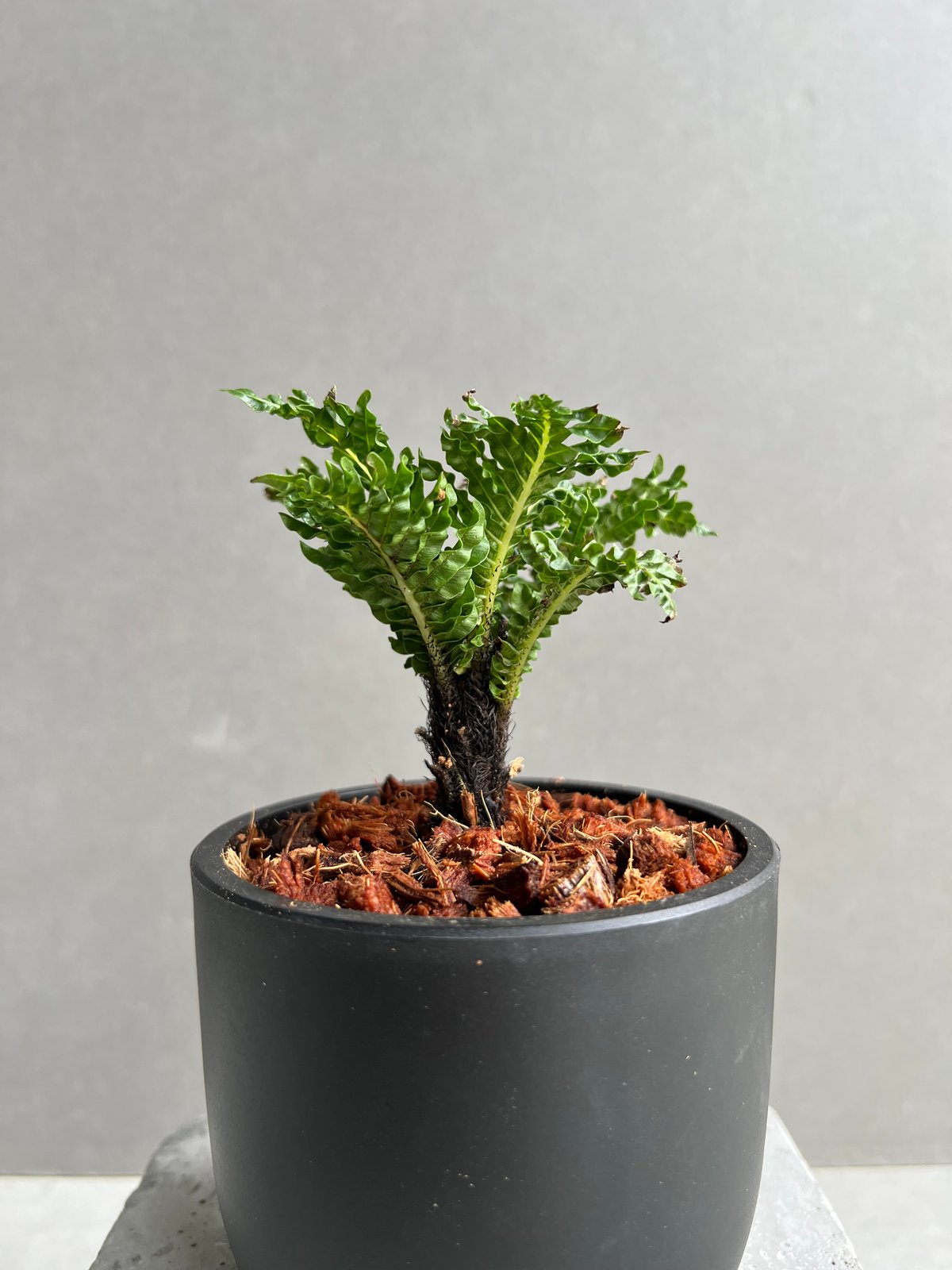 ブレクナム ギッバム ドワーフ 「Blechnum gibbum Dwarf 」1C | SH