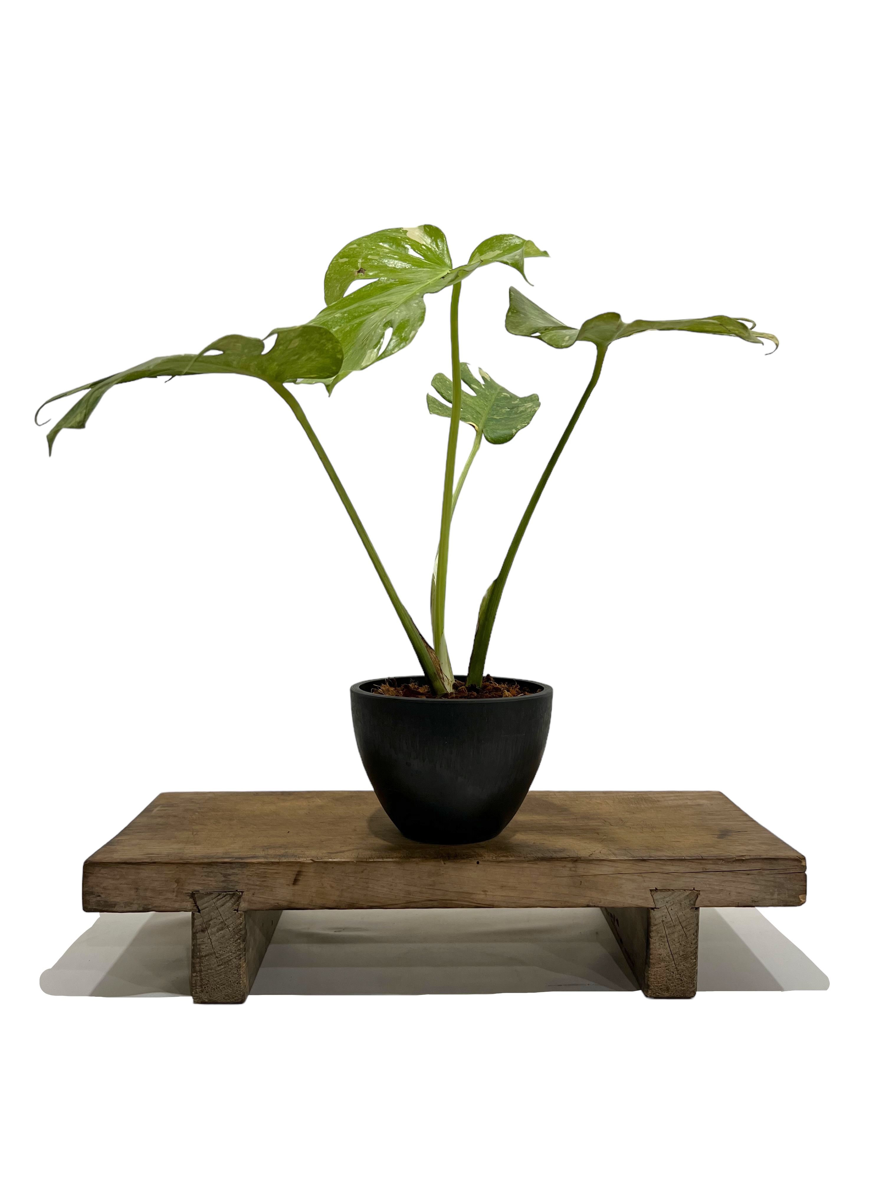 A*P様 A118 モンステラ　デリシオーサ　レガシー　斑入り モンステラ デリシオーサ レガシー 「Monstera delisiosa Legacy 」8