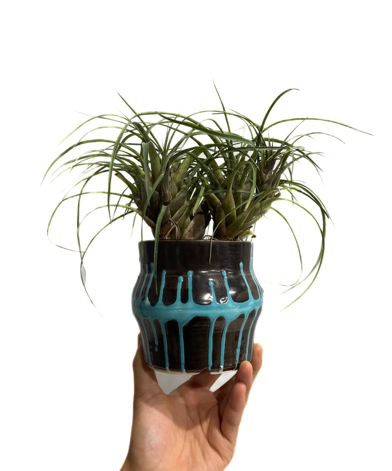 フリーセア フランメア 「Vriesea flammea+ Masaki Tomabechi