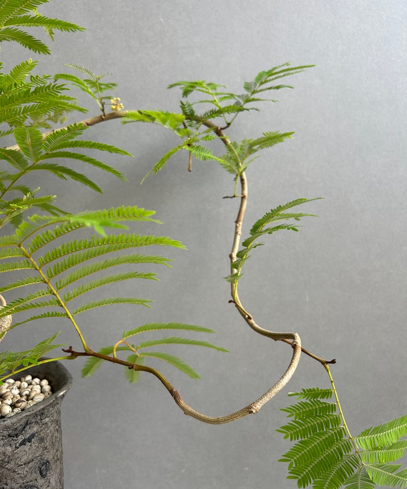エバーフレッシュ “選抜個体”+ plantsmonsters pot 「Cojoba arb