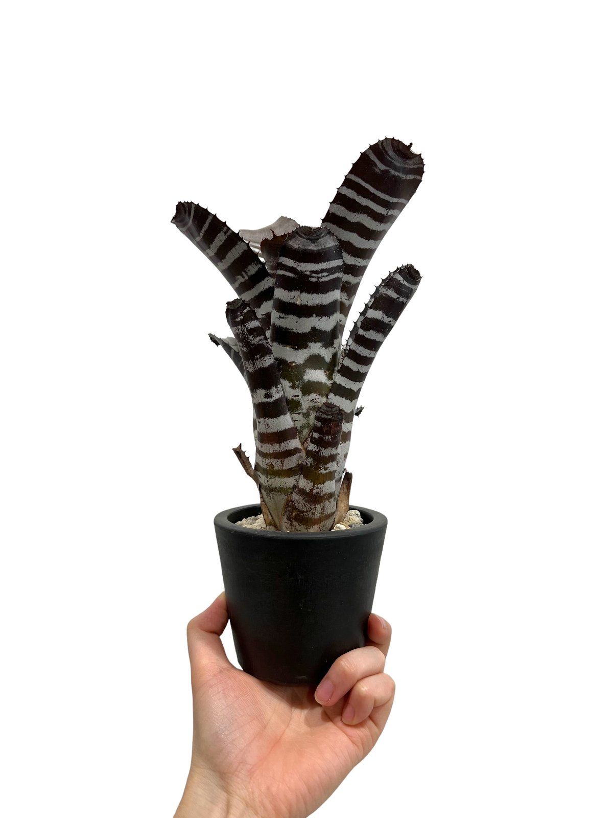 エクメア チャンティニー ブラック ワイドリーフ「 Aechmea