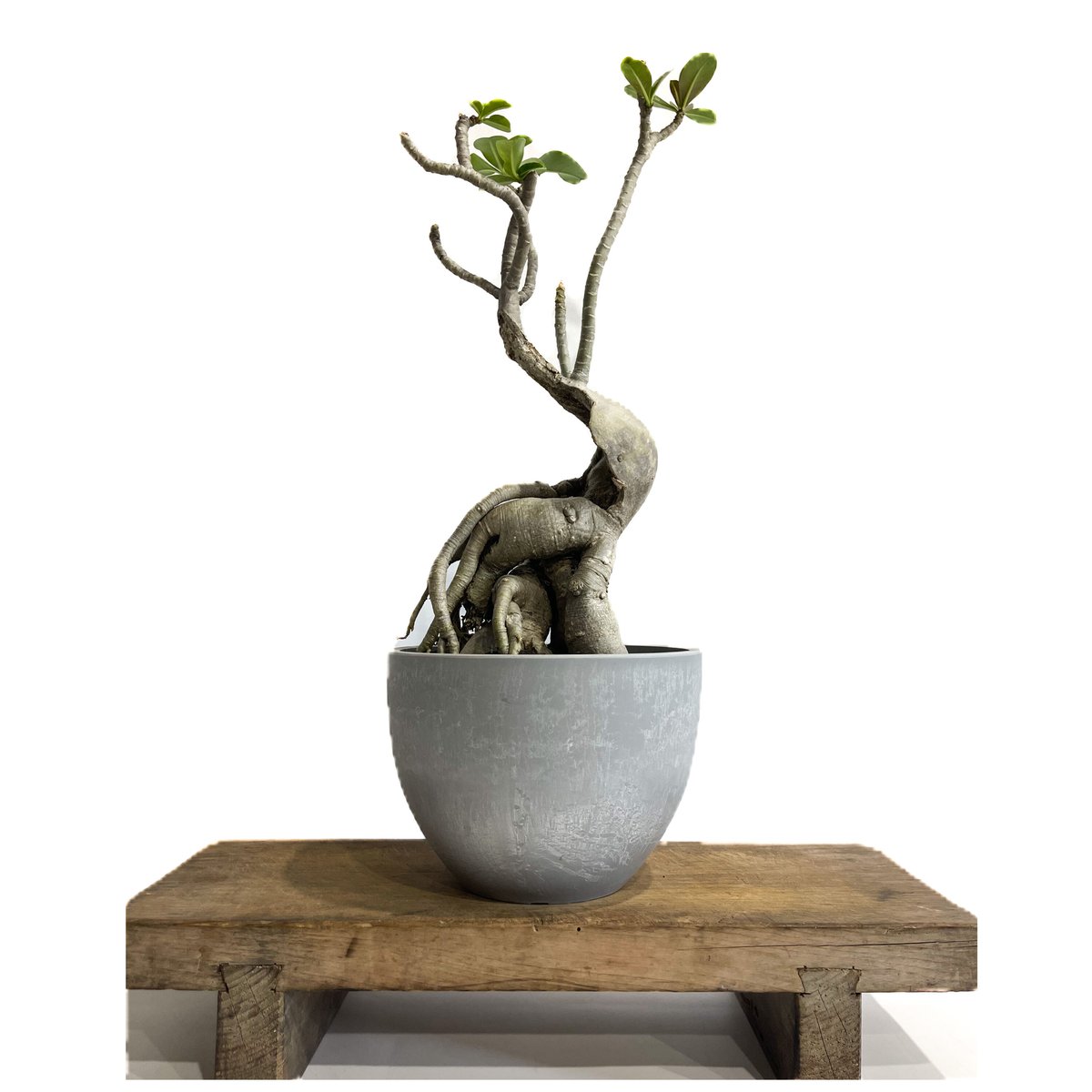 キヨ　ラヴィアンローズ　ペットアポルテ　２点 アカチャンホンポ（赤ちゃん本舗）の公式ネット通販 ｜[先行発売