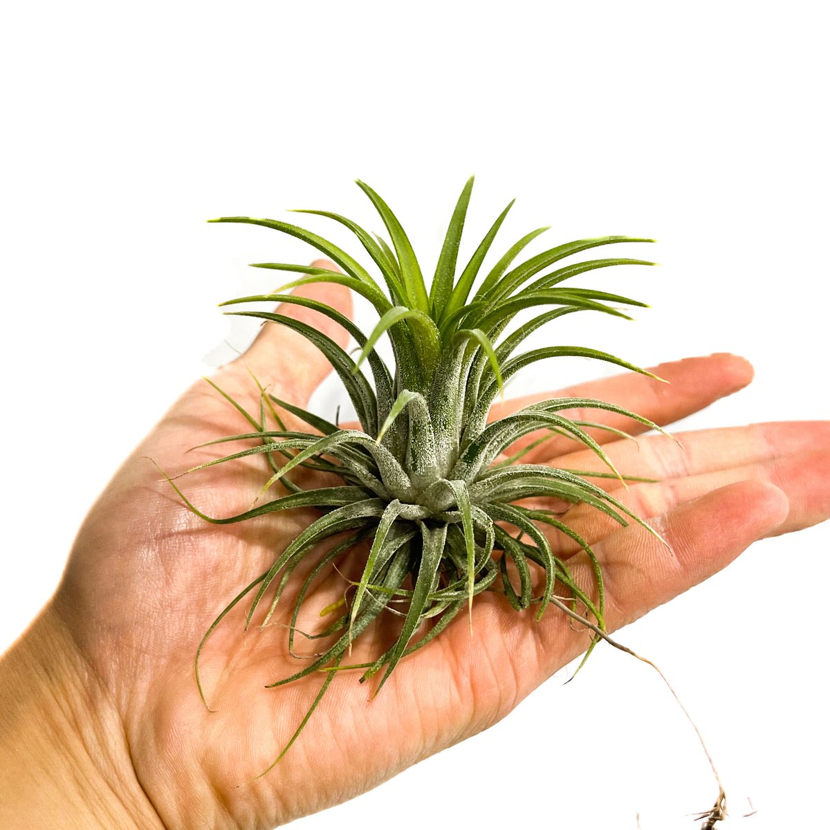 ティランジア イオナンタ アルボマルギナータ 「Tillandsia ionantha