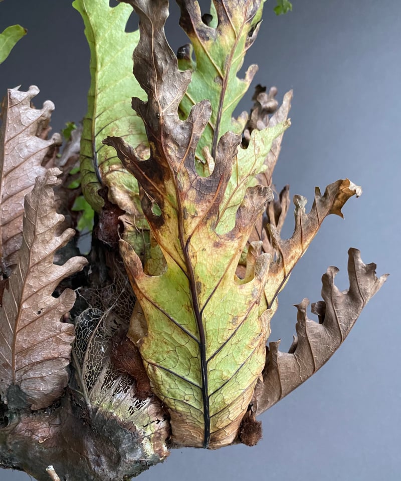 ドリナリア クエルシフォリア '変異種' 「Drynaria quercifolia 'Mut
