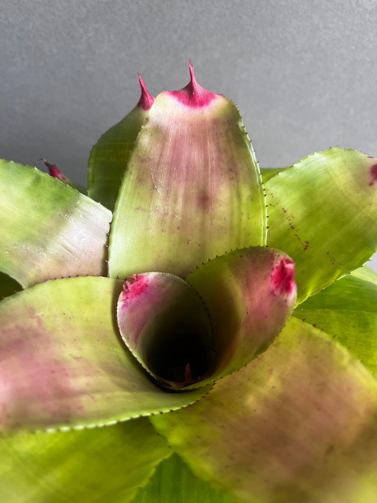 ネオレゲリア ハイブリッド 「Neoregelia hybrid」54A | SHOUCHIKUEN