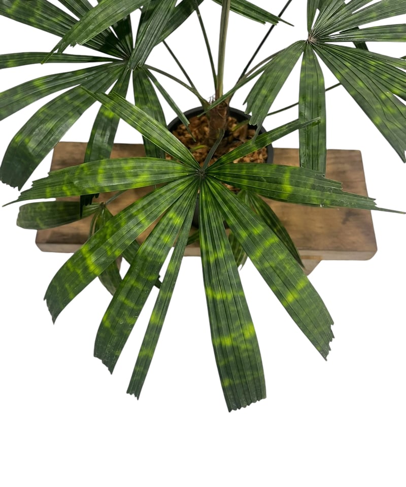 リクアラ マッタネンシス マプ 「Licuala mattanensis 'Mapu