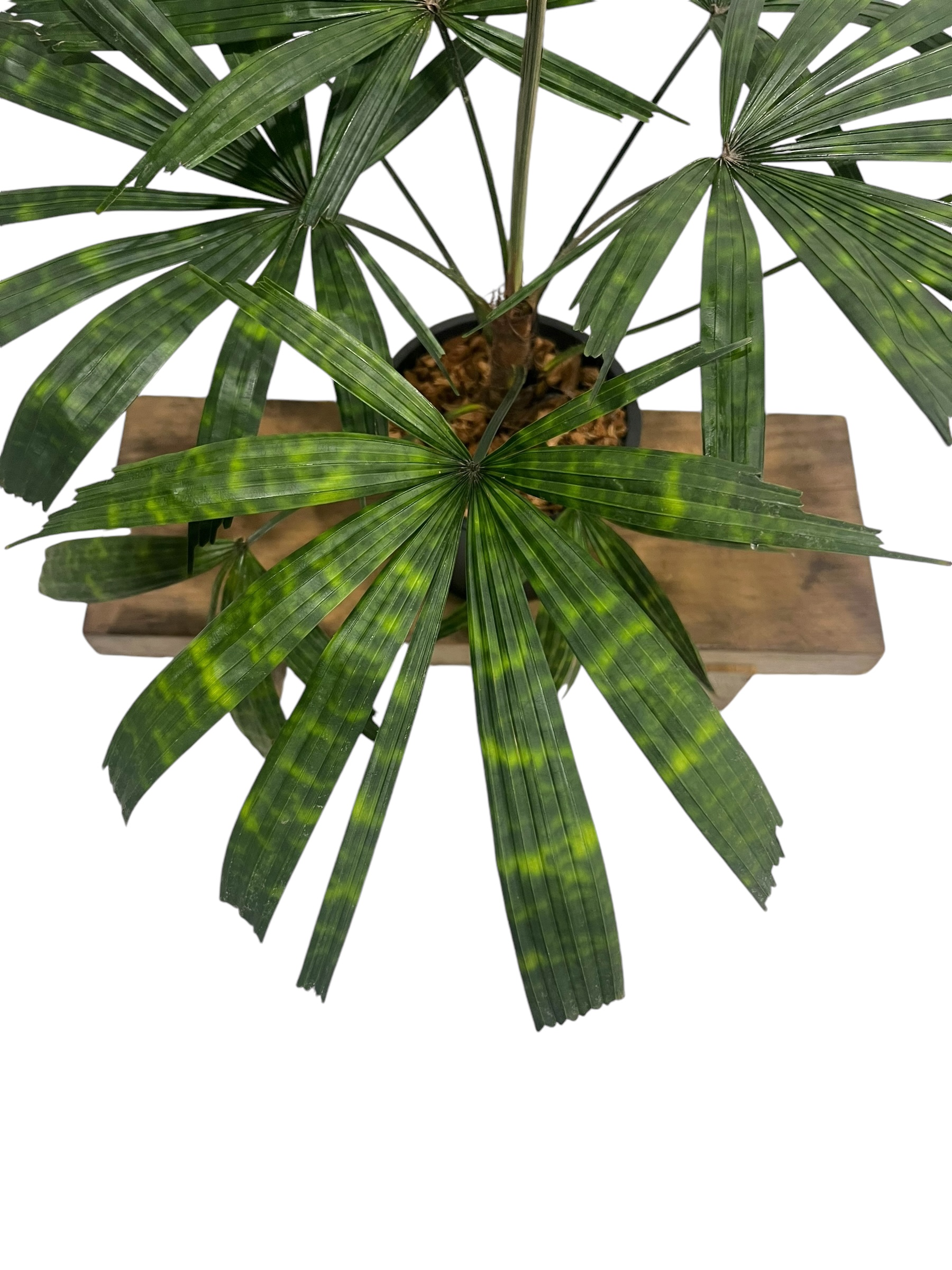 リクアラ マッタネンシス マプ 「Licuala mattanensis 'Mapu' 」18
