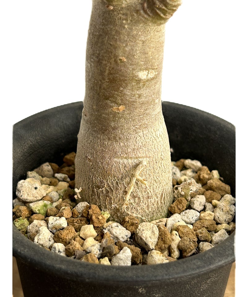 アデニウム‼️ アデニウム：オベスム KN177 4号鉢植え の通販 | 園芸ネット