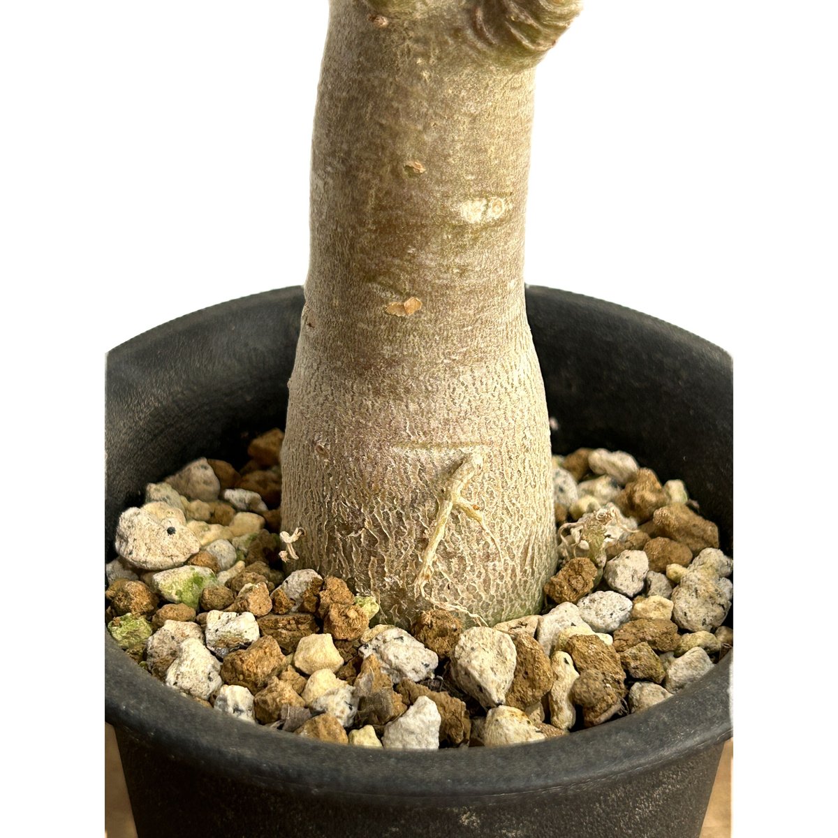親父93　　斑入り　アデニウム・オベスム　 Adenium Ｏbesum アデニウム：オベスム バリエガータ（斑入り）4号鉢 の通販
