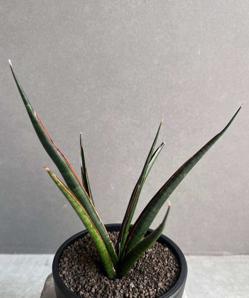 サンスベリア ブラックブラジリアン　バリエガータ　綴化 サンセベリア ブラック カラバオ 「Sansevieria Black Carabao