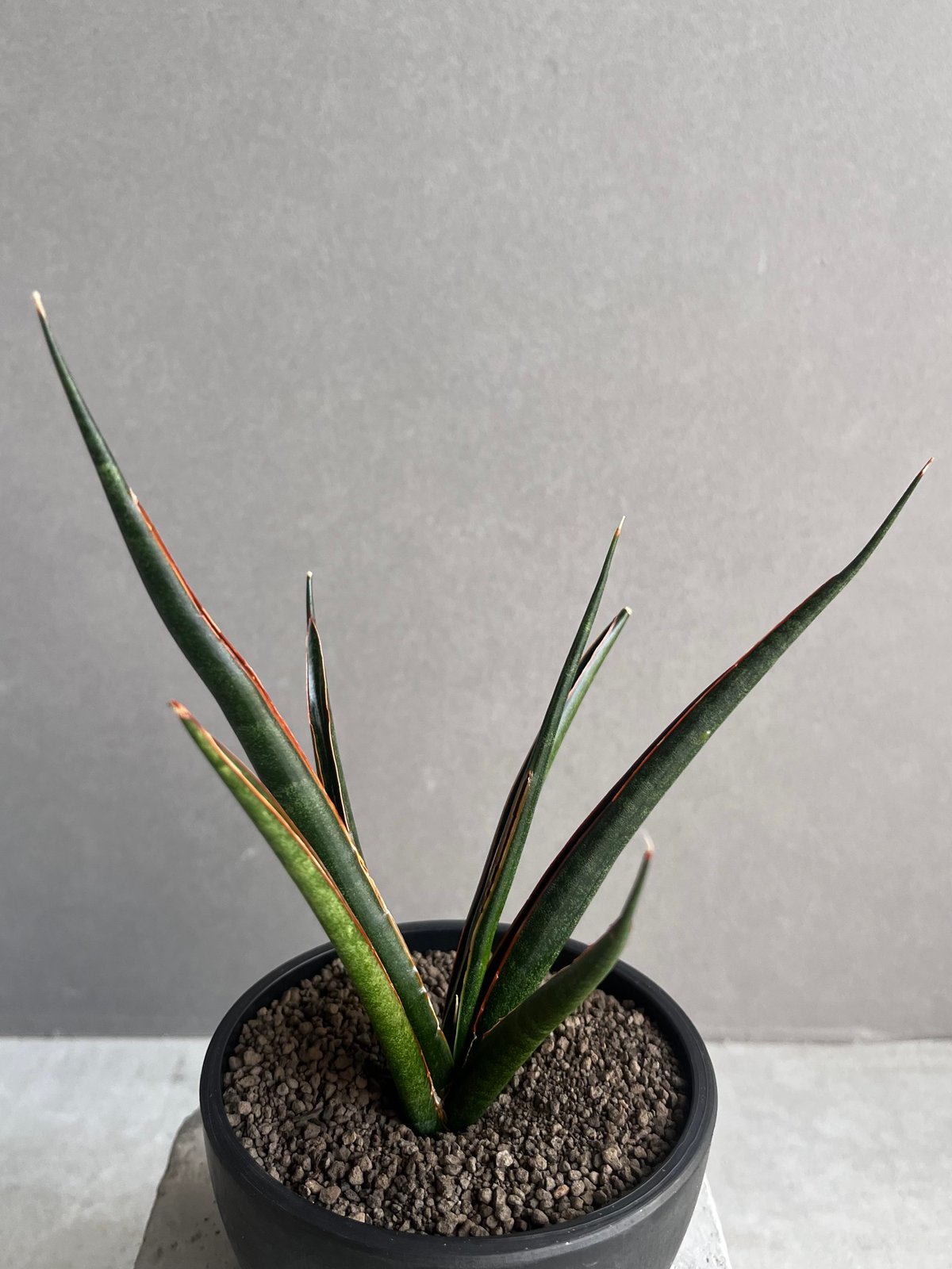 サンセベリア ブラック カラバオ 「Sansevieria Black Carabao サンセベリア ブラック カラバオ 「Sansevieria Black Carabao