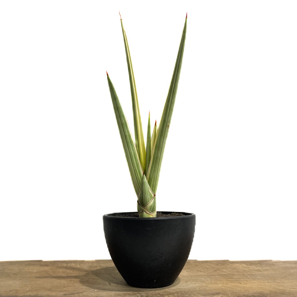 サンセベリア ロイヤルクラウン 斑入り「Sansevieria royal