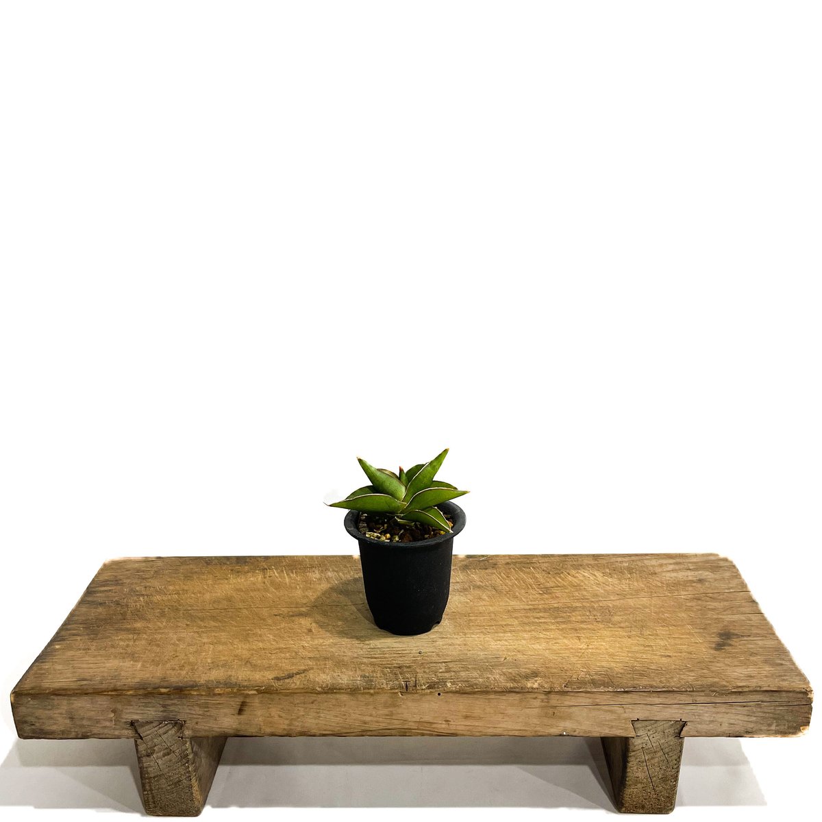 サンセベリア サワディー 「Sansevieria Sawasdee」10/4 | SHOUC サンセベリア サワディー 「Sansevieria Sawasdee」10/4 | SHOUC