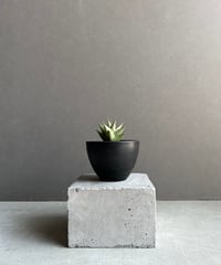 サンセベリア ES.849 斑入「Sansevieria ES. 849 var.」 8/8