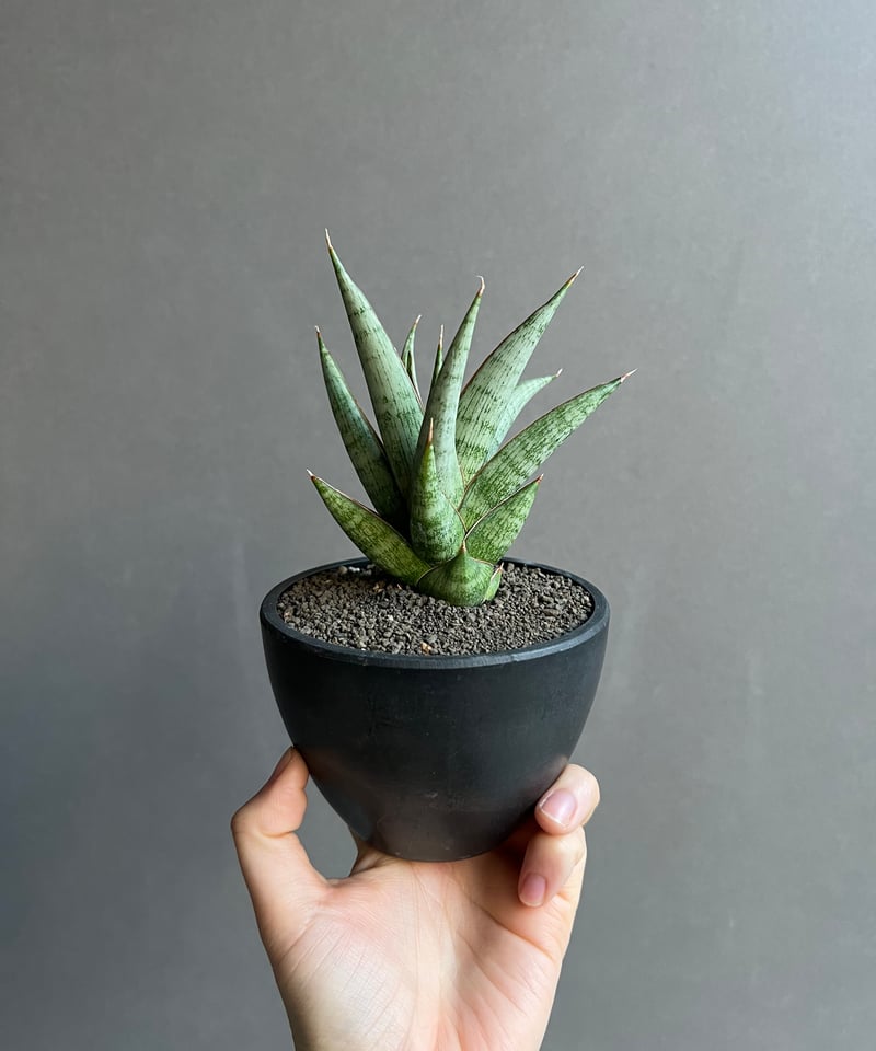 サンセベリア ロックマン 「Sansevieria Rock Man」86W | SHOUCH