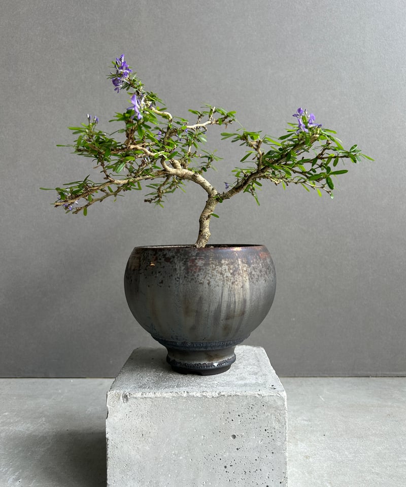 うち” 盆栽+ object by 1218 「“UCHI” BONSAI 」15I | S