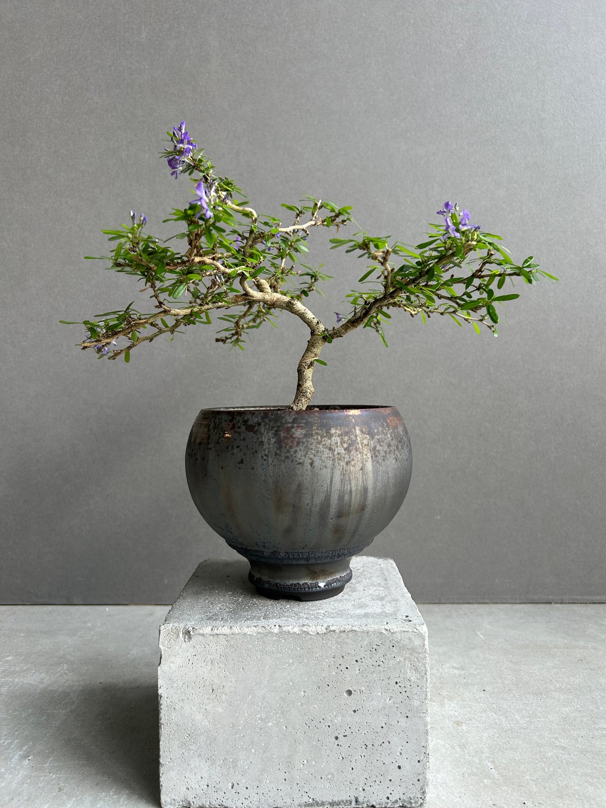 うち” 盆栽+ object by 1218 「“UCHI” BONSAI 」15I | S