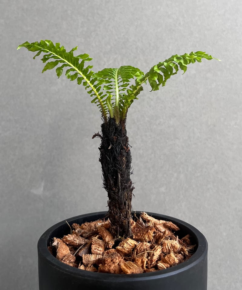 ブレクナム ギッバム ドワーフ 「Blechnum gibbum Dwarf 」21F | S