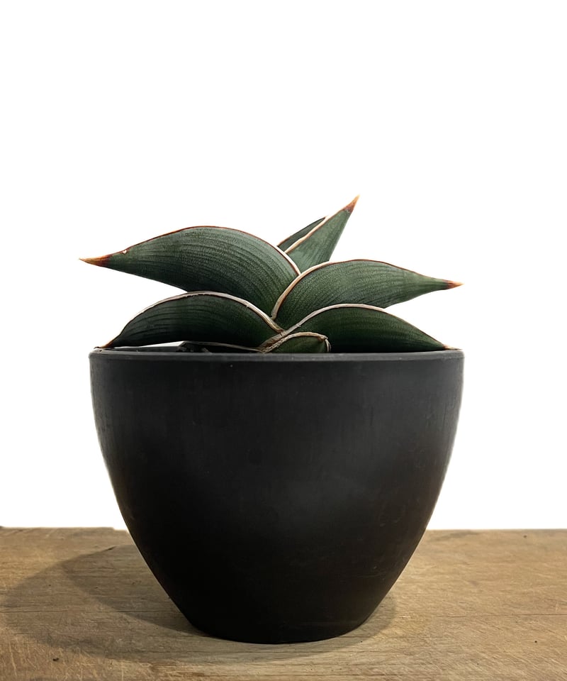 サンスベリアロリダ　美株　作家鉢　雷土raido 観葉植物　サンセベリア　ロリダ サンセベリア ロリダ 「Sansevieria rorida」50G-1 | SHOUCHI