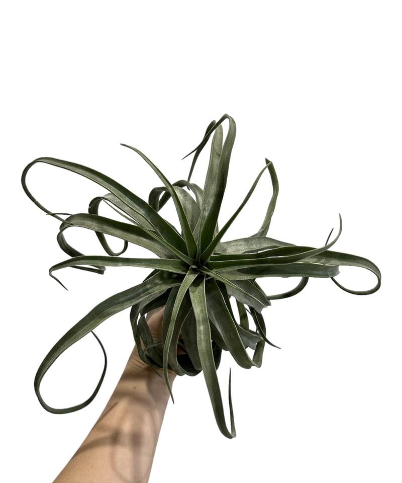 ティランジア ストレプトフィラ メキシコ 「Tillandsia streptophylla