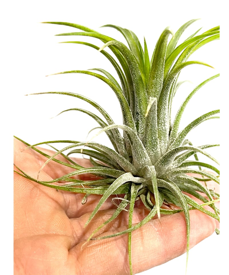 ティランジア イオナンタ アルボマルギナータ 「Tillandsia ionantha
