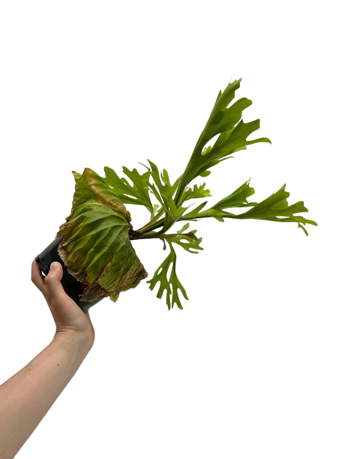 ビカクシダ リドレイ(by ヌクル) 「Platycerium ridleyi (by Nuk