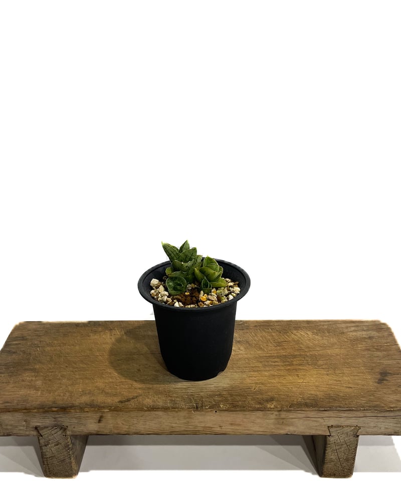 サンセベリア ミニ ローズ「Sansevieria Mini Rose (by Unyaman