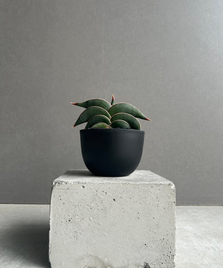 CATEGORY サンセベリア | SHOUCHIKUEN