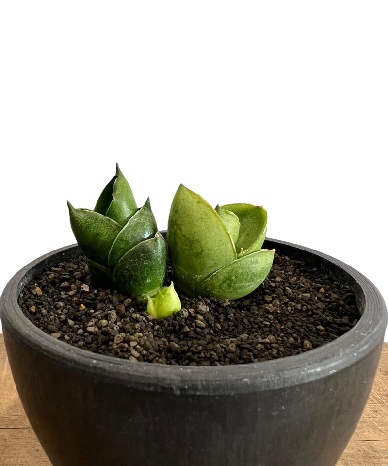 サンセベリア ベンジャロン「Sansevieria Benjarong」60D-1 | SHO