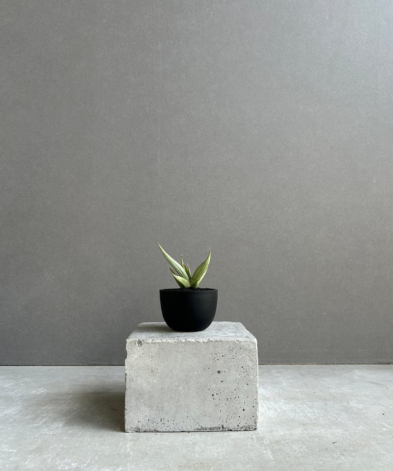 サンセベリア レクサス 「Sansevieria Lexus (by Unyamanee Ga