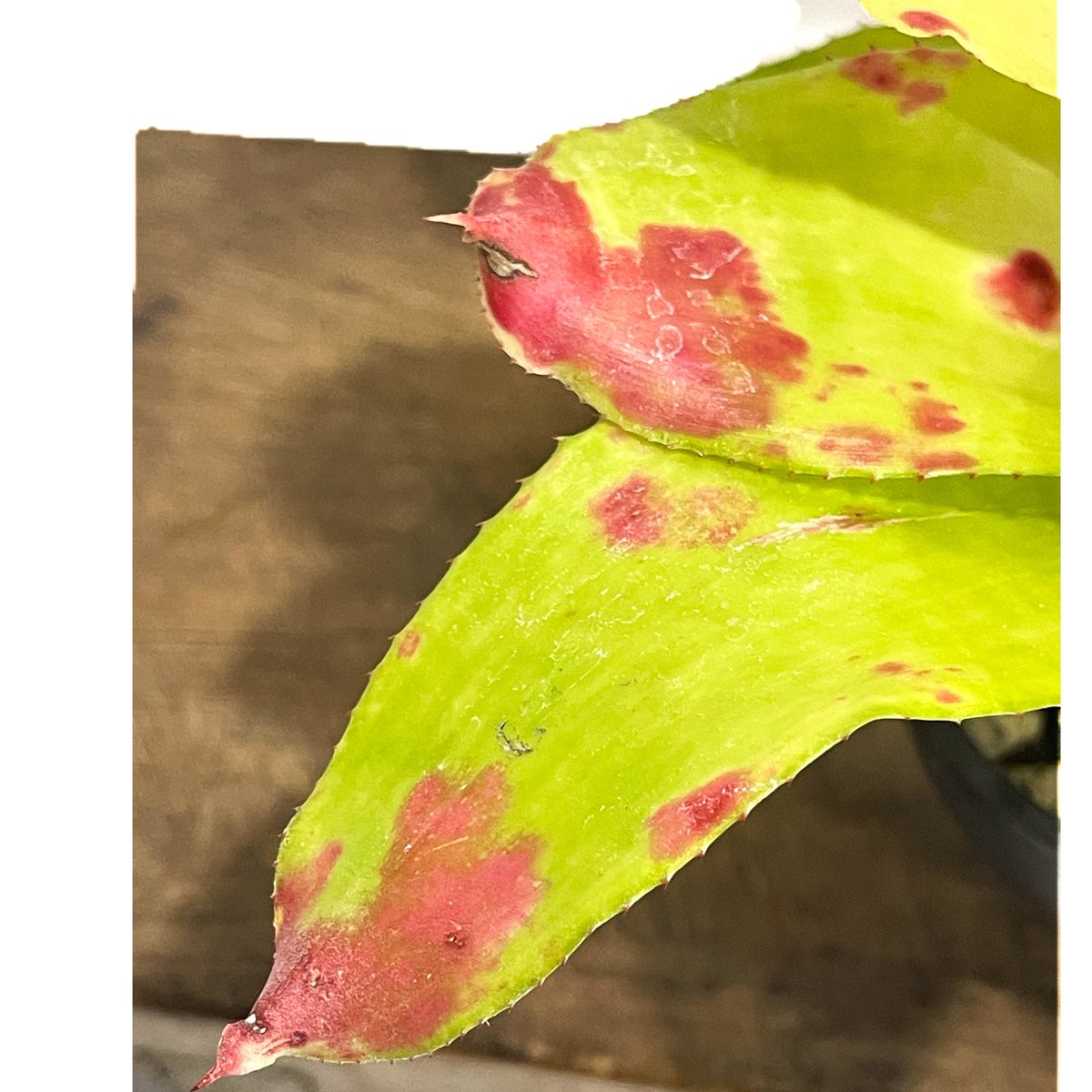 ネオレゲリア ミチ x ピンクデビー「 Neoregelia Michi x Pink