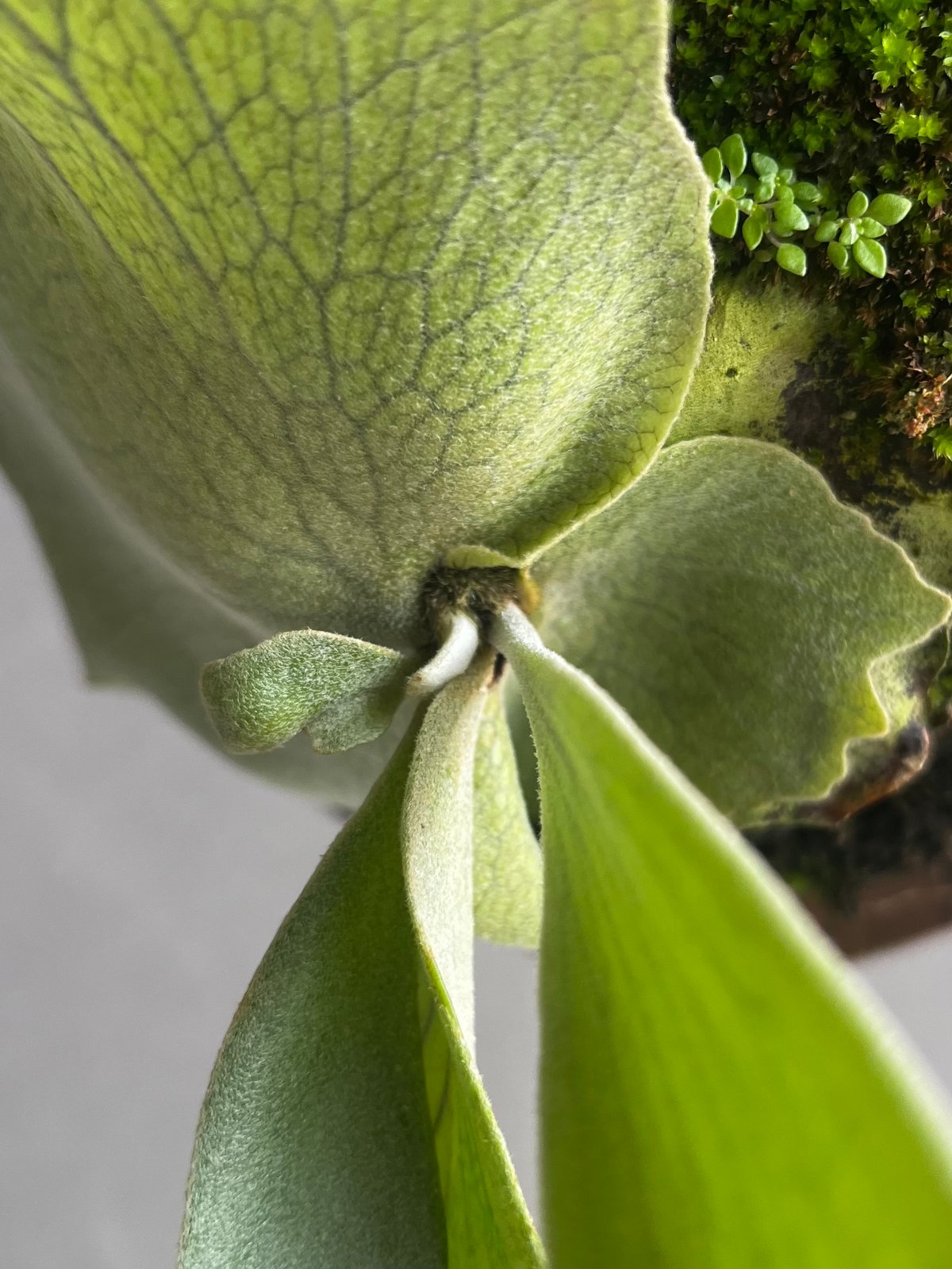 willinckii ウィリンキー asurada アスラダ Ｃ willinckii ウィリンキー asurada アスラダ C