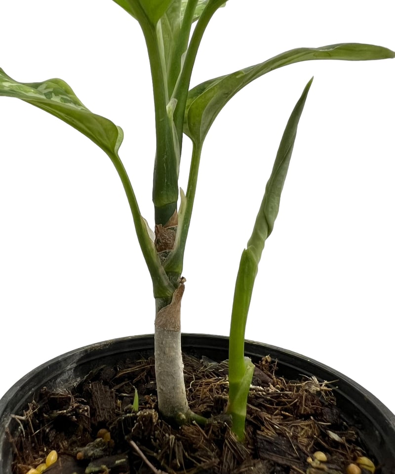 アグラオネマ ピクタム トリカラー「Aglaonema pictum tricolor